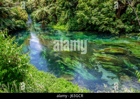 Blue Spring which is located at Te Waihou Walkway,Hamilton New Zealand. Stock Photo