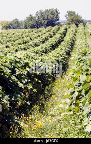 Michigan Berrien Springs,Domaine Berrien Cellars,vineyard winery,grapes,farm,estate bottled wine,viticulture,plants,yellow flower,flower,vines,row,MI0 Stock Photo