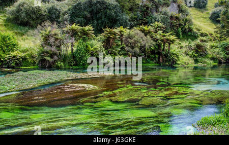 Blue Spring which is located at Te Waihou Walkway,Hamilton New Zealand. Stock Photo