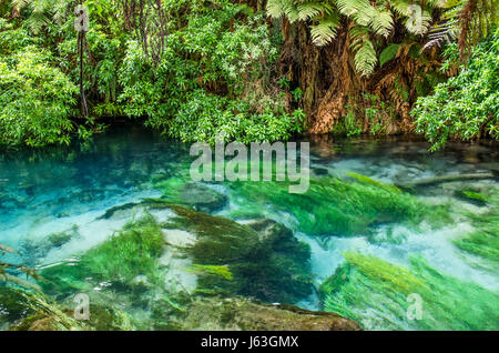 Blue Spring which is located at Te Waihou Walkway,Hamilton New Zealand. Stock Photo