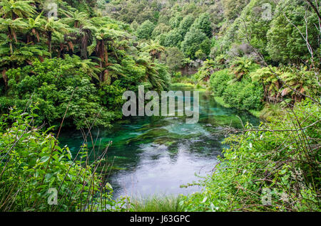 Blue Spring which is located at Te Waihou Walkway,Hamilton New Zealand. Stock Photo