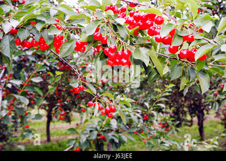 Michigan Traverse City,Old Mission Peninsula,cherry orchard,tree,fruit,Cerasus,clusters,farming,branch,red,MI080717100 Stock Photo