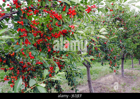 Michigan Traverse City,Old Mission Peninsula,cherry orchard,tree,fruit,Cerasus,clusters,farming,branch,red,MI080717101 Stock Photo