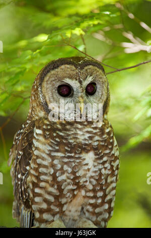 North America, USA, Arizona, Cochise Co. Mexican Spotted Owl, spotted owl (Strix occidentalis lucida) Stock Photo