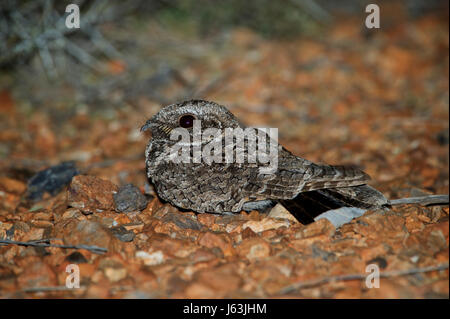 Common Poorwill, Phalaenoptilus nuttallii Stock Photo