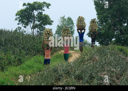 Pineapple harvesting on the hill at Rangamati,Chittagang, Bangladesh. Stock Photo