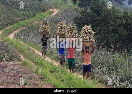 Pineapple harvesting on the hill at Rangamati,Chittagang, Bangladesh. Stock Photo