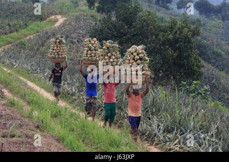 Pineapple harvesting on the hill at Rangamati,Chittagang, Bangladesh. Stock Photo