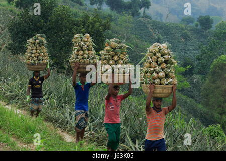 Pineapple harvesting on the hill at Rangamati,Chittagang, Bangladesh. Stock Photo