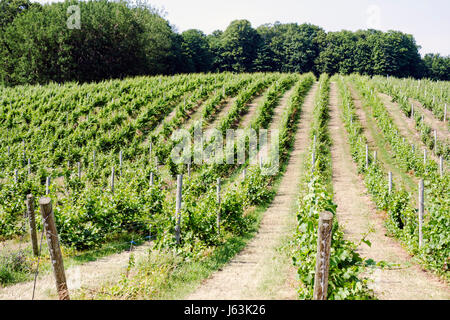 Michigan Traverse City,Leelanau Peninsula,Chateau Fontaine,vineyard winery,vines,grapes,trellis,grapes,plants,farm,estate bottled wine,viticulture,tre Stock Photo