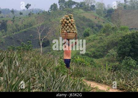 Pineapple harvesting on the hill at Rangamati,Chittagang, Bangladesh. Stock Photo