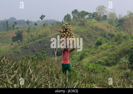 Pineapple harvesting on the hill at Rangamati,Chittagang, Bangladesh. Stock Photo