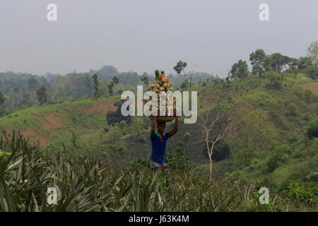 Pineapple harvesting on the hill at Rangamati,Chittagang, Bangladesh. Stock Photo