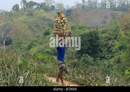 Pineapple harvesting on the hill at Rangamati,Chittagang, Bangladesh. Stock Photo