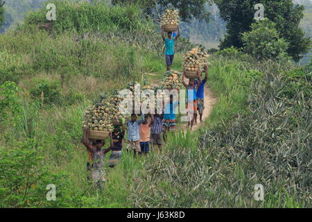 Pineapple harvesting on the hill at Rangamati,Chittagang, Bangladesh. Stock Photo