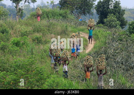 Pineapple harvesting on the hill at Rangamati,Chittagang, Bangladesh. Stock Photo