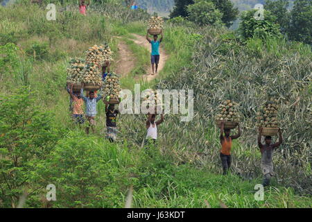 Pineapple harvesting on the hill at Rangamati,Chittagang, Bangladesh. Stock Photo