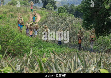 Pineapple harvesting on the hill at Rangamati,Chittagang, Bangladesh. Stock Photo