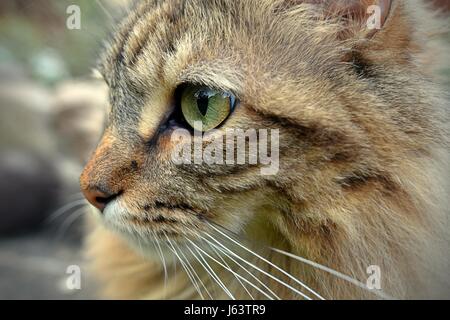 Feline side head portrait, Close-up of a long haired Tabby cat hunting outdoors looking to the left. Stock Photo