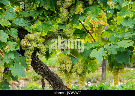 France, Charente (16), Nonaville, vignoble de Cognac, vigne proche de la récolte // France, Charente, Nonaville, Cognac vineyard close to the harvest Stock Photo