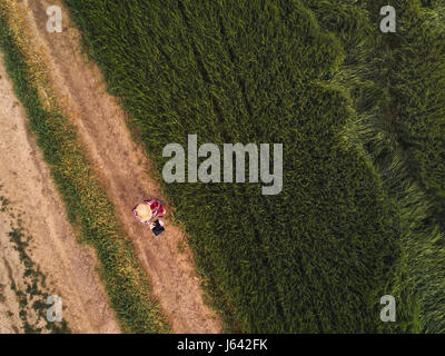 Female farmer using digital tablet computer in green wheat field, drone point of view Stock Photo