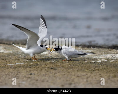 Little tern, Sterna albifrons, Two birds coutship feeding, Bulgaria, April 2017 Stock Photo