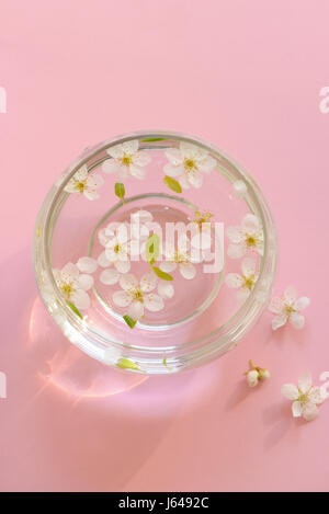 Cherry blossom in vase on pink background Stock Photo