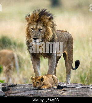 Big male lion with cub. National Park. Kenya. Tanzania. Masai Mara. Serengeti. Stock Photo