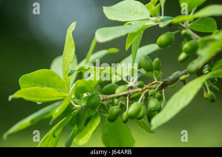 Young fruit forming on the branches of a Victoria Plum tree, Prunus domestica 'Victoria' Stock Photo