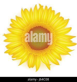 Blooming Sunflower in realistic style on white background. Vector illustration. Stock Vector