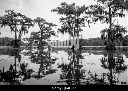 Spooky scenic view in monochrome of Spanish moss hanging from the limbs of bald cypress trees growing out from the swamp of Caddo Lake, Texas Stock Photo