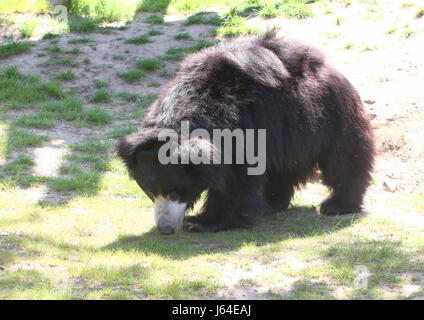 Indian Sloth bear (Melursus ursinus, Ursus ursinus), a.k.a. Asian Labiated Bear. Stock Photo