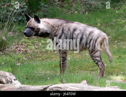 Male Striped hyena (Hyaena hyaena), found from North Africa to the Indian Subcontinent. Stock Photo