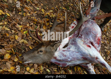 animal hunter deer roe hunting chase male masculine blood butcher venison dead Stock Photo