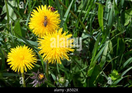 Worker bee gathering pollen next to firebug on one yellow flower Stock Photo