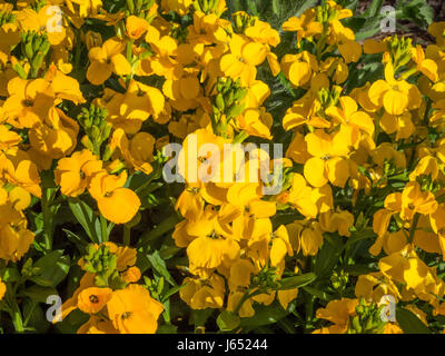 Close up of the flowers of wallflower Sunset Yellow Stock Photo