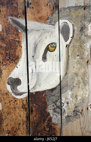 Sheep Portrait Stock Photo