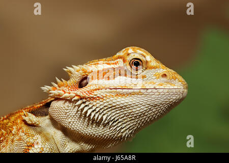 bearded dragon Stock Photo