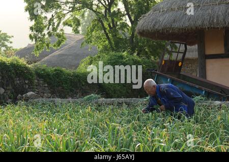 Village in the east side of Boseong in the south of South Korea. Flowers and traditions of the peninsula are displayed vividly there Stock Photo