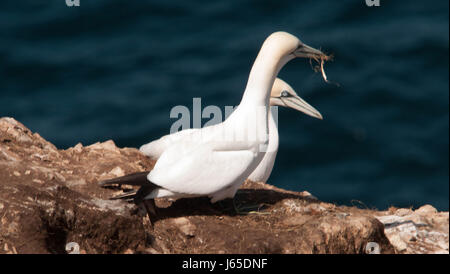 Gannets with Nesting Material Stock Photo