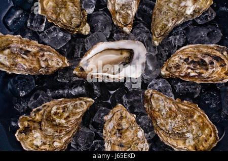 shell shellfish sea animal bowl oysters oyster shell raw shellfish seafood  sea Stock Photo - Alamy