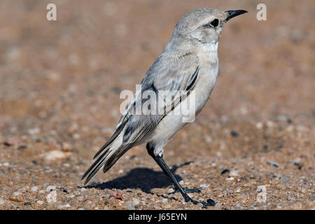 Cercomela tractrac (Emarginata tractrac), Tractrac Chat