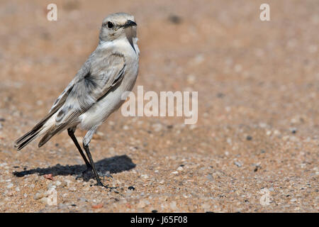 Cercomela tractrac (Emarginata tractrac), Tractrac Chat