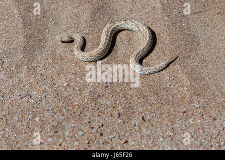 Vipera della sabbia (Bitis peringueyi), Peringuey's Adder Stock Photo