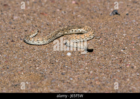 Vipera della sabbia (Bitis peringueyi), Peringuey's Adder Stock Photo