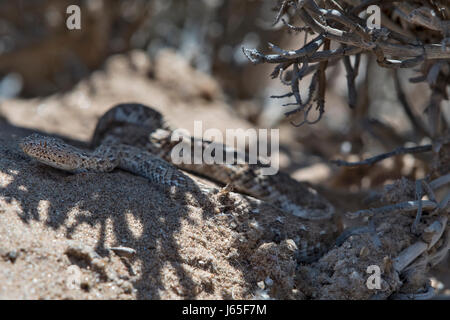 Vipera della sabbia (Bitis peringueyi), Peringuey's Adder Stock Photo