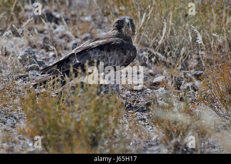 Aquila minore africana (Aquila spilogaster), African Hawk Eagle Stock Photo