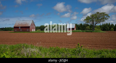 Barns on a farm, Kensington, Prince Edward Island, Canada Stock Photo