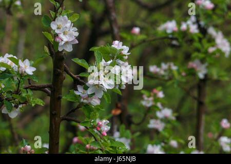 White apple flowers with pink buds in spring, Himachal Pradesh, India Stock Photo