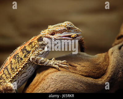 bearded dragon Stock Photo